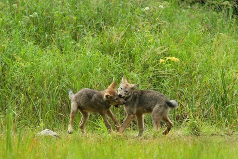 Grey Wolf