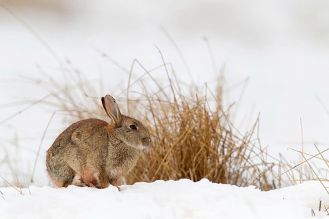 European Rabbit