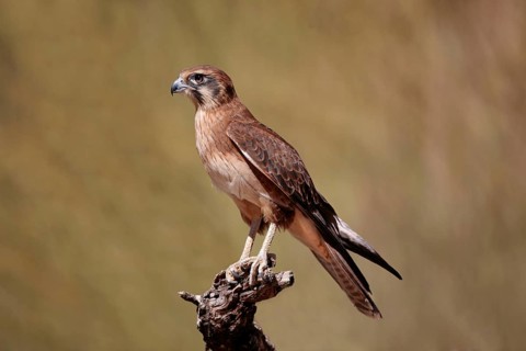 Brown Falcon