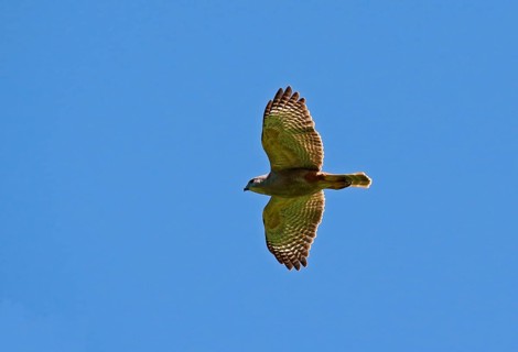Ridgway's ridgway's hawk