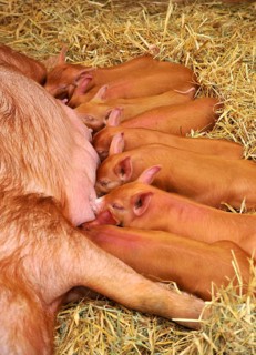 Domestic pig