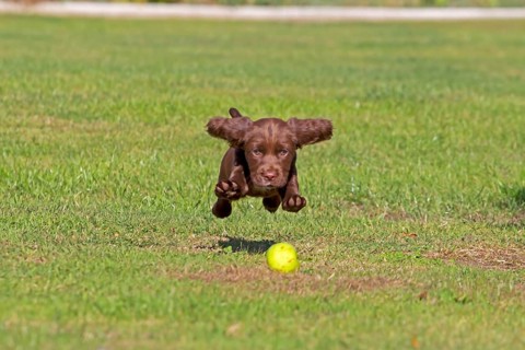 Domestic Dog