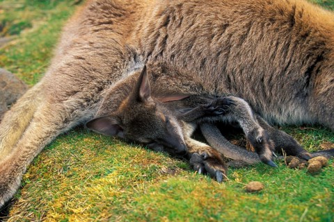 Red-necked Wallaby