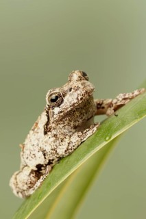 Grey Tree Frog