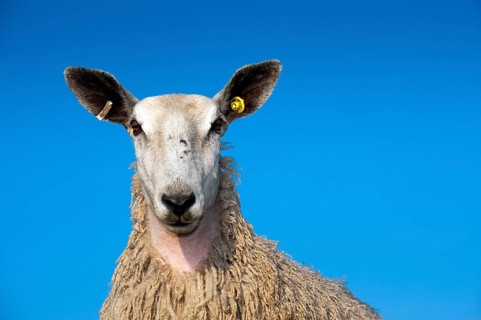 Domestic Sheep