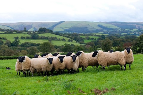 Domestic sheep