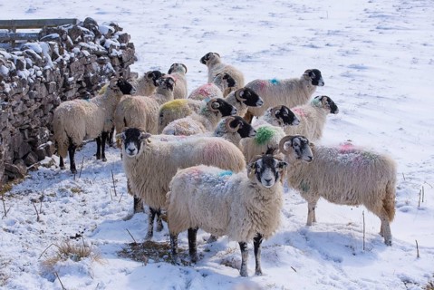 Domestic Sheep