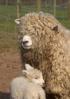 Domestic sheep