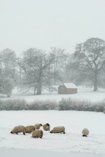 Domestic sheep