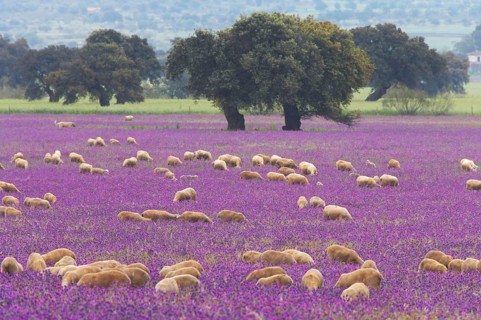 Domestic sheep