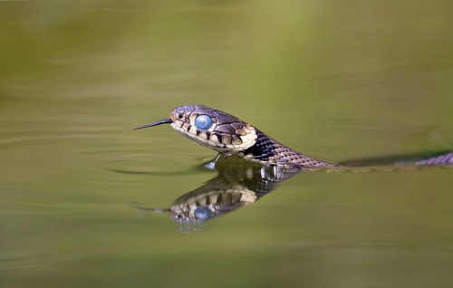 Grass snake