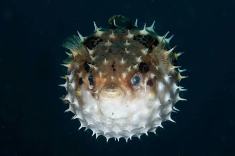 Orbicular burrfish