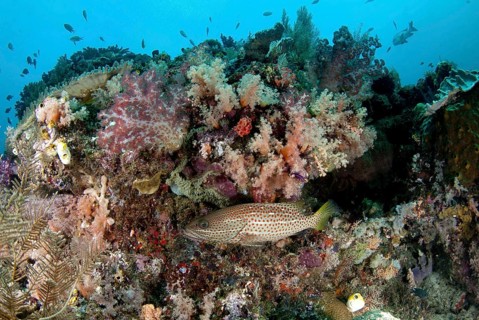 Sharphead Grouper