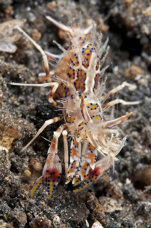 Phyllognathia ceratophthalma