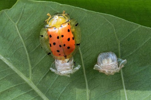 Orange Tortoise Beetle