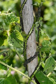 Black bean aphid