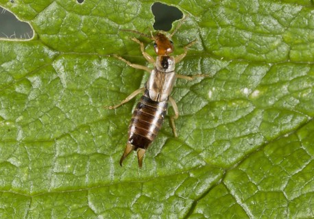 Common earwig