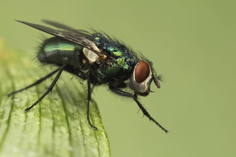 Emperor gold fly