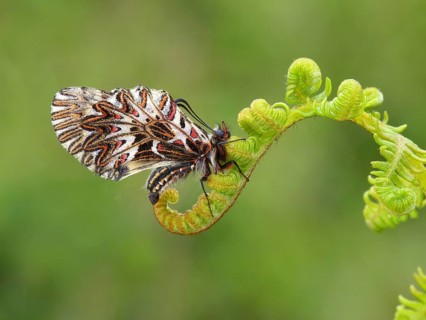 Southern festoon