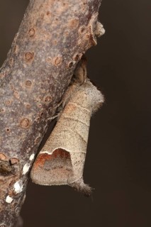 Chocolate-tip moth