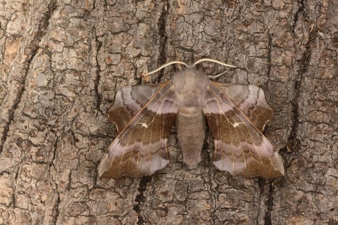 Poplar Hawkmoth