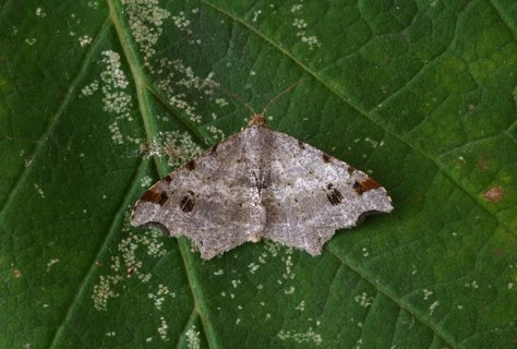 Macaria alternata