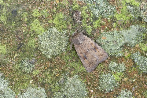 Insects