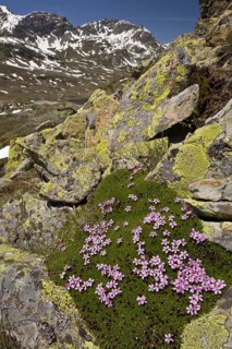 Moss Campion