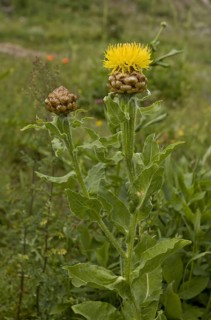 Armenian Basketflower