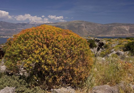Tree spurge