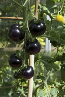 Tomato