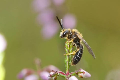 Orange-legged orange-legged furrow-bee