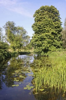 River habitat with waterlilies and riverside Horse Chestnut