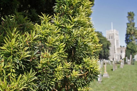 Irish Yew