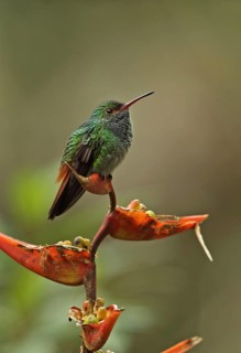 Red-tailed Hummingbird