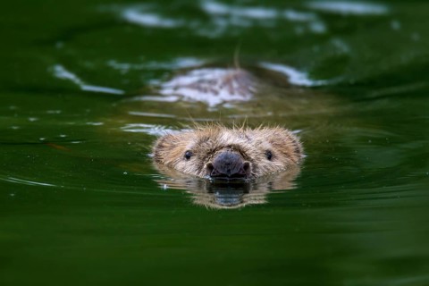 Eurasian beaver