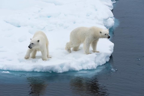 Mother polar bears