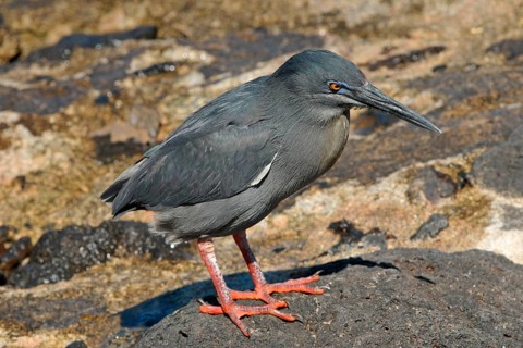 Lava heron