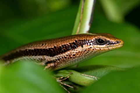 Central American Mabuje