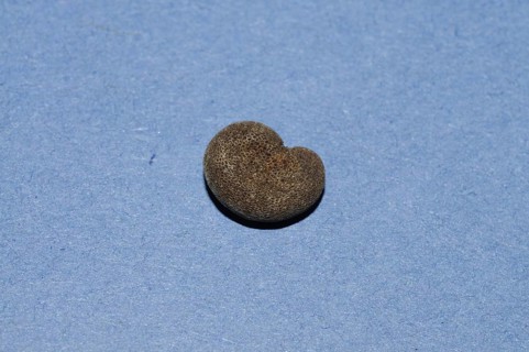 European Mandrake