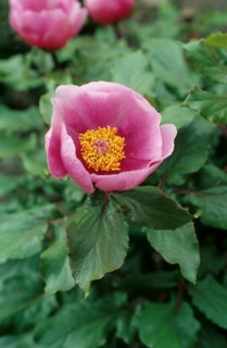 Common Paeony