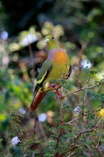Band-tailed Green Pigeon