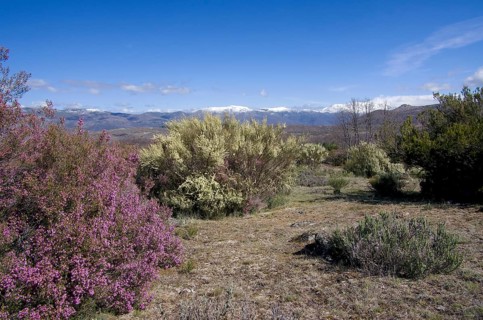 Broom heather and multiflorous broom with a view of the Sierra de Gredos