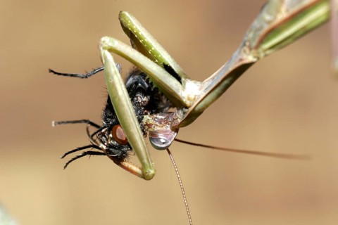 Praying mantis