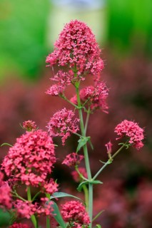 Red red valerian