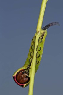 Greater fork tail