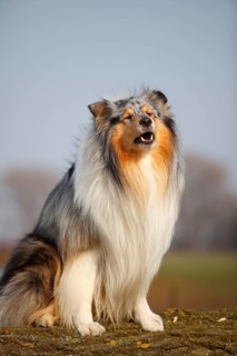 Scottish shepherd dog