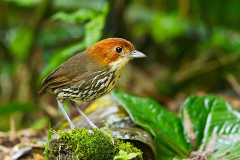 Adult chestnut-crowned antpitta