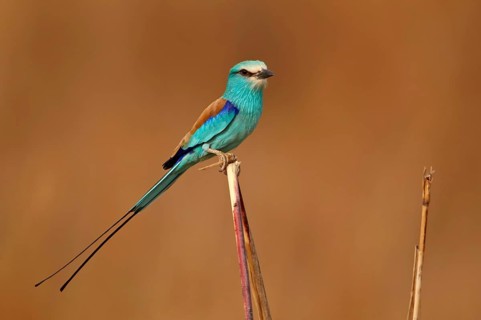 Abyssinian Roller