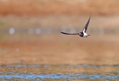 Barn Swallow